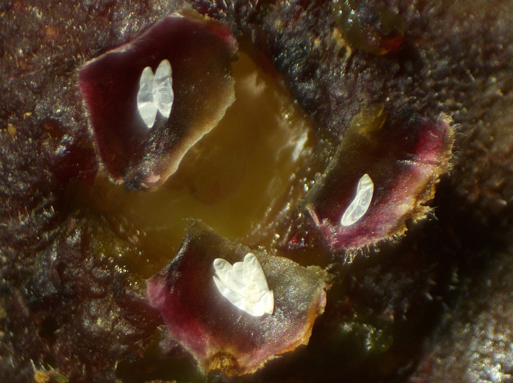 Silba adipata McAlpine : 7 chorions r�partis sous 3 �cailles ostiolaires d'une figue immature rougie.