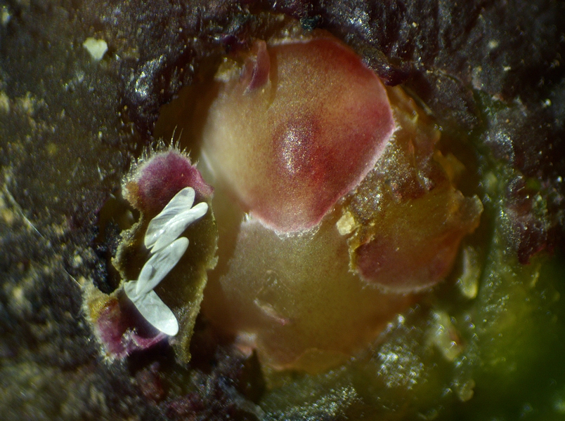 Silba adipata McAlpine : 4 chorions sous une �caille ostiolaire d'une figue immature rougie 'Grise de la Saint-Jean'.