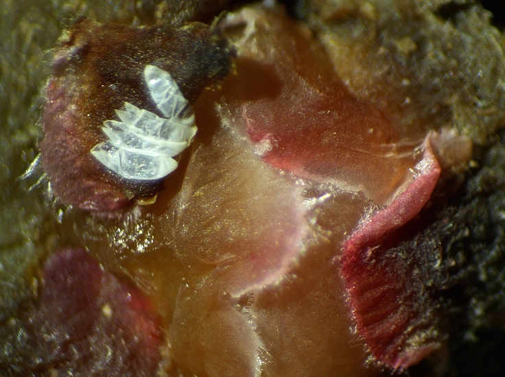 Silba adipata McAlpine : 4 chorions sous 1 �caille ostiolaire de premier niveau d'une figue immature rougie.