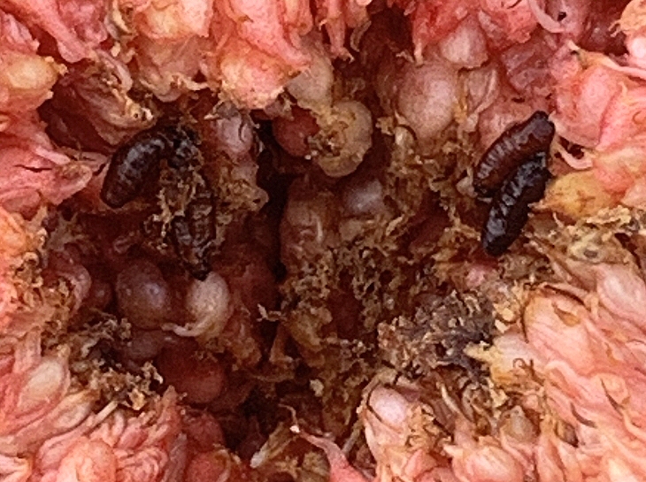Observation de 4 pupes de Silba adipata McAlpine � l'int�rieur d'une figue m�re.