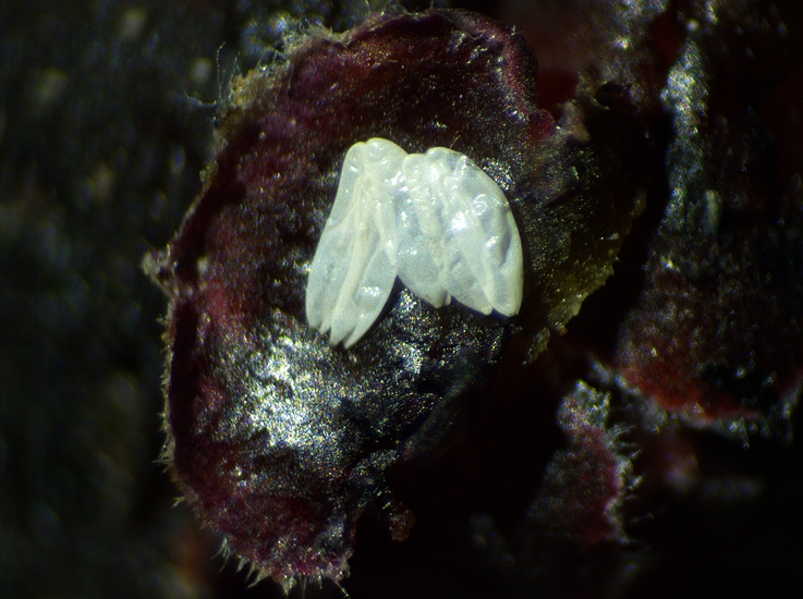 Silba adipata McAlpine : 5 chorions group�s sous une �caille ostiolaire d'une figue immature rougie 'Grise de la Saint-Jean'.