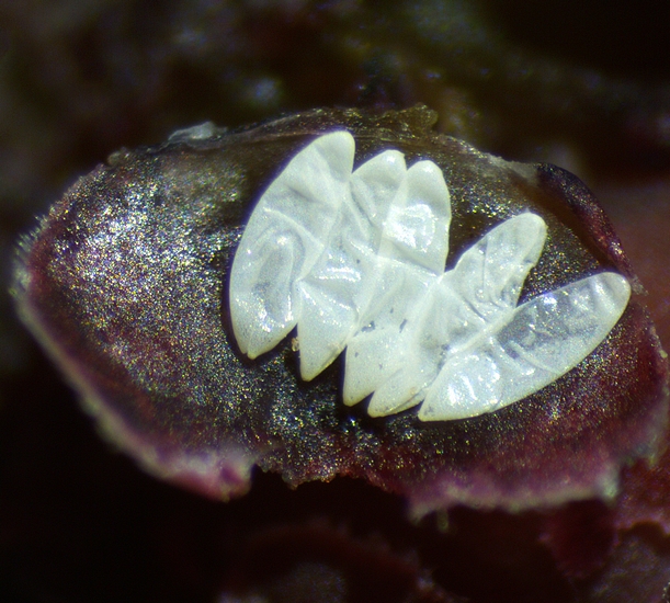 Silba adipata McAlpine : 5 chorions sous une �caille ostiolaire d'une figue immature rougie 'Grise de la Saint-Jean'.
