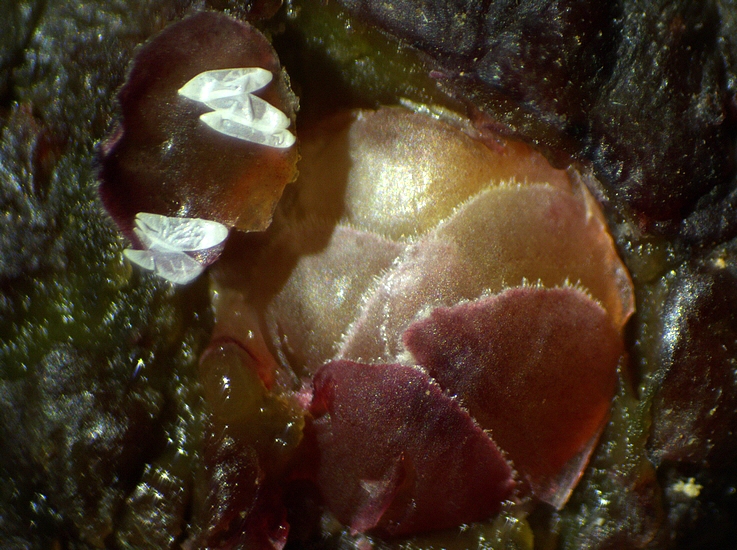 Silba adipata McAlpine : 5 chorions abrit�s sous 1 seule �caille ostiolaire d'une figue immature rougie.