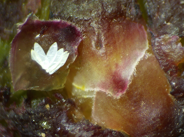 Silba adipata McAlpine : 5 chorions sous une �caille ostiolaire d'une figue immature rougie 'Grise de la Saint-Jean'.