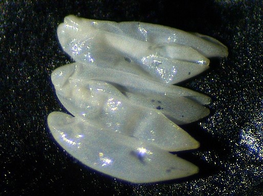 Silba adipata McAlpine :  5 chorions sous une �caille ostiolaire d'une figue immature rougie (d�tail).