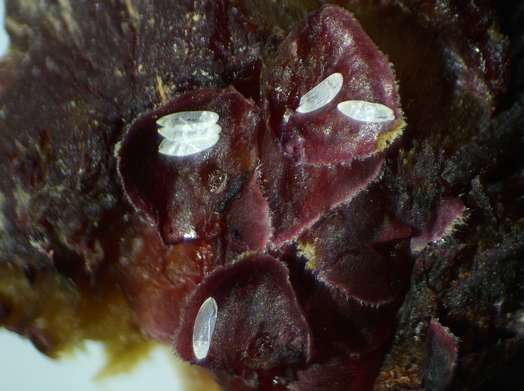 Silba adipata McAlpine : 6 chorions r�partis sous 3 �cailles ostiolaires d'une figue immature rougie 'Grise de la Saint-Jean'.
