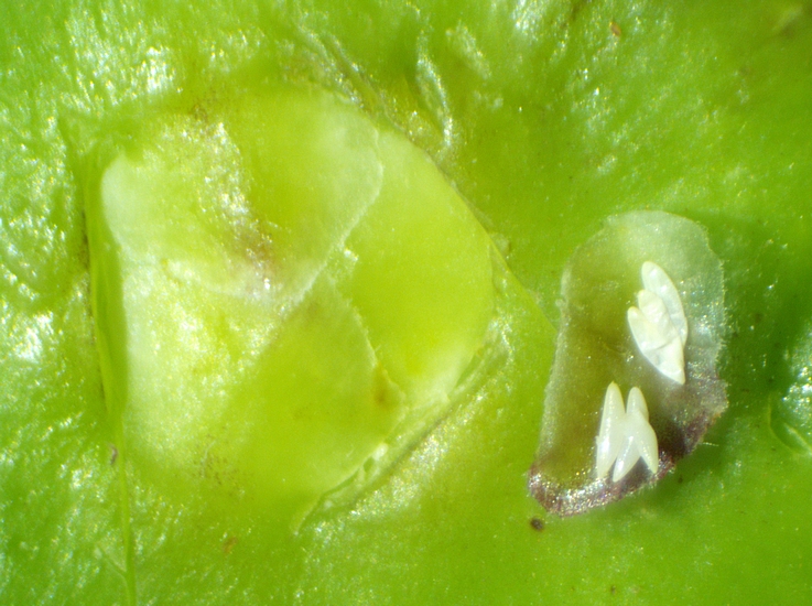 Silba adipata McAlpine : 3 oeufs non �clos et 3 enveloppes d'oeufs vides sous une �caille ostiolaire d'une figue immature.