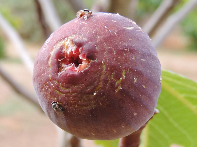 Silba adipata McAlpine et Ceratitis capitata Wiedemann cohabitant sur une figue m�re