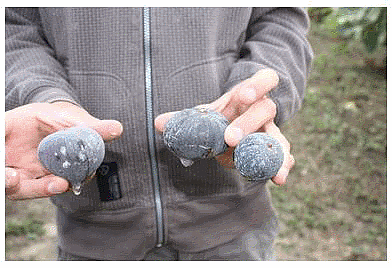 Figues trait�es au kaolin contre Silba adipata McAlpine et Ceratitis capitata Wiedemann