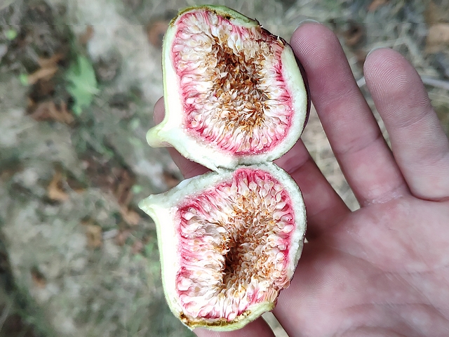 Figue 'Bourjassotte Noire' paraissant �voluer vers la maturit�, mais � infrutescence s�che � base rouge.