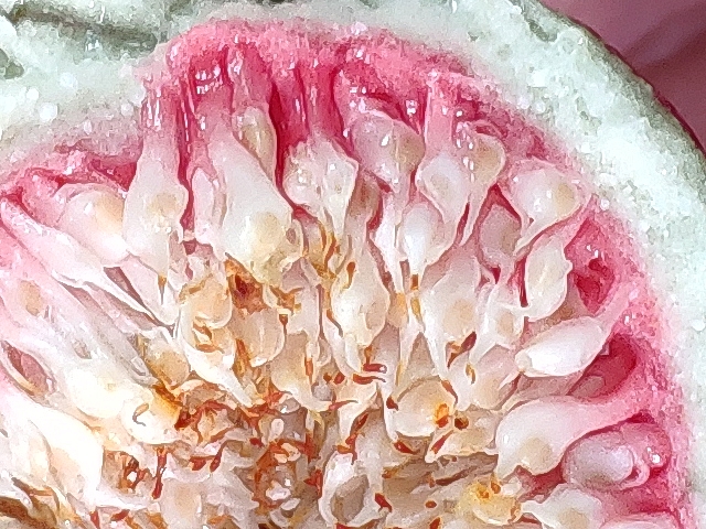 Infrutescence s�che de couleur blanche avec base rouge d'une figue d'aspect ext�rieur �voluant vers la maturit�