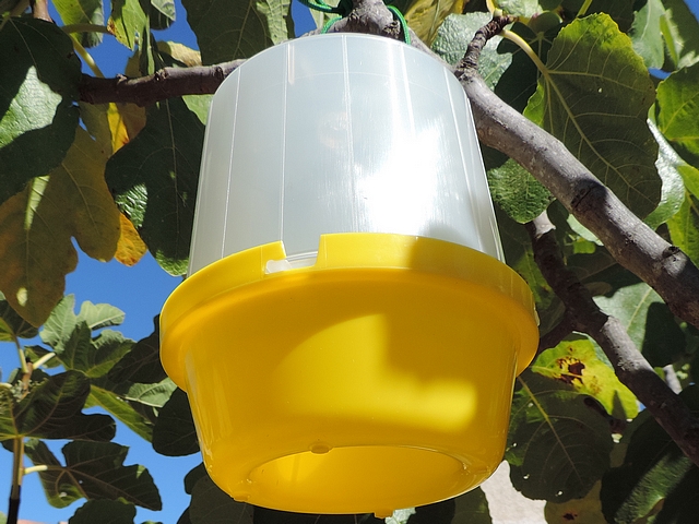 Pi�ge de type McPhail : encoche dans le bord du r�cipient jaune, permettant le blocage du couvercle.