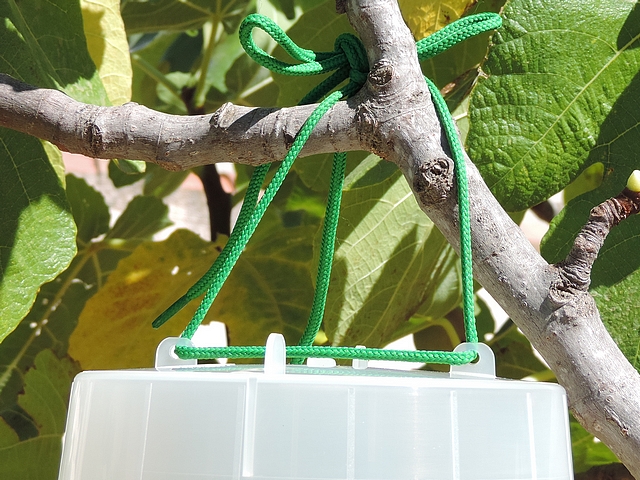 Partie haute d'un pi�ge de type McPhail avec lacet vert en syst�me d'accrochage