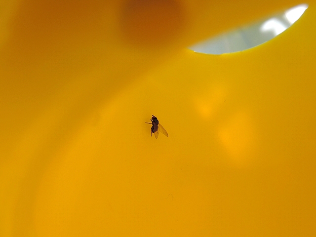 Mouche noire du Figuier approchant � la marche du haut de l'entonnoir renvers� d'un pi�ge de type McPhail 