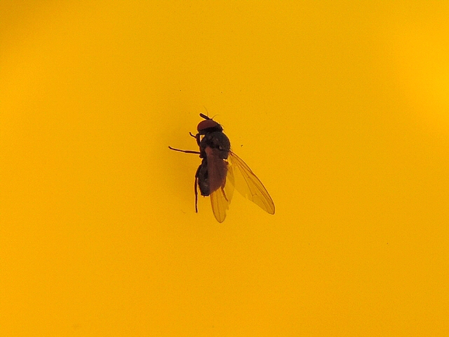 Mouche noire du Figuier approchant � la marche du haut de l'entonnoir renvers� d'un pi�ge de type McPhail 