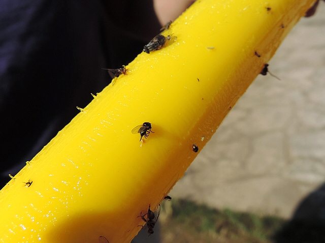 Mouche de la figue : femelle englu�e sur un stick jaune, ayant lib�r� deux oeufs