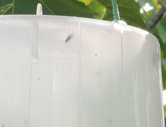 Mouche noire du Figuier sur la paroi du couvercle, � l'int�rieur d'un pi�ge de type McPhail