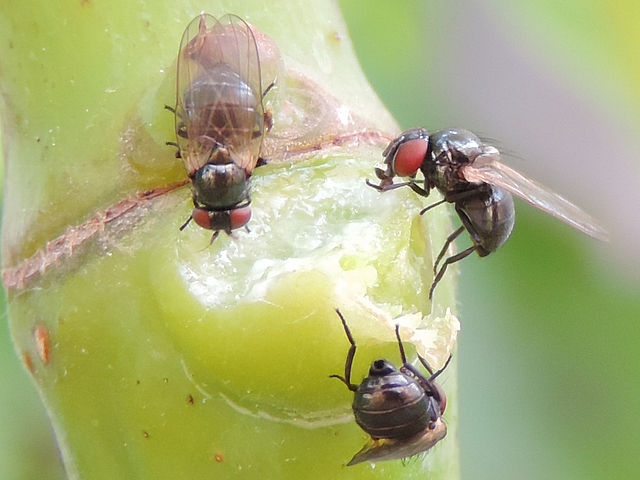 Silba adipata McAlpine : nutrition sur un point de suintement de latex d'un rameau de figuier