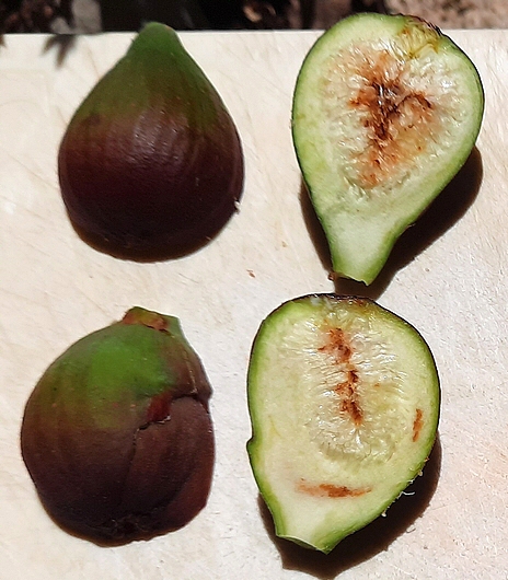 Figues immatures de la vari�t� 'N�gronne' attaqu�es par Silba adipata McAlpine.