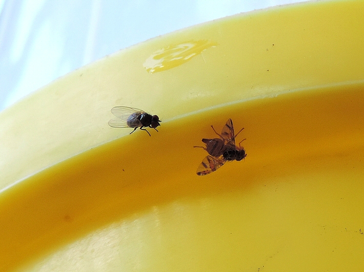 Silba adipata McAlpine et Ceratitis capitata Wiedemann cohabitant sur la paroi d'un pi�ge de type McPhail