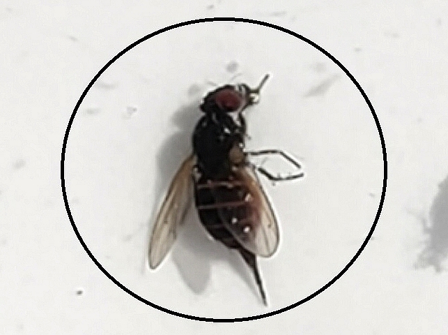 Sillba adipata McAlpine : femelle sur l'abdomen de laquelle sont apparus plusieurs anneaux cuivr�s.