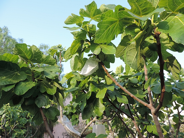 Essai d'ensachage des figues contre Silba adipata McAlpine et Ceratitis capitata Wiedemann.
