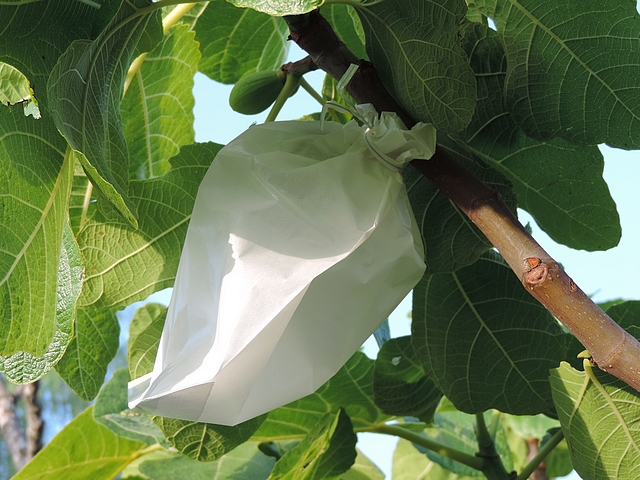 Essai d'ensachage des figues contre Silba adipata McAlpine et Ceratitis capitata Wiedemann