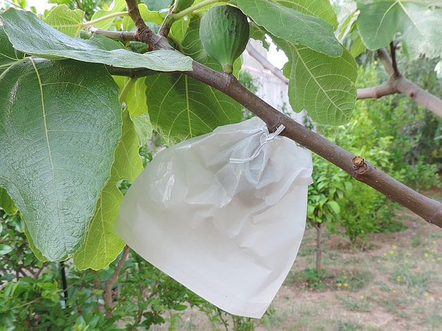 Essai d'ensachage des figues contre Silba adipata McAlpine et Ceratitis capitata Wiedemann.
