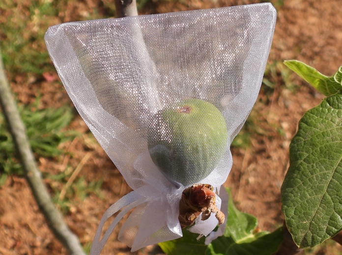 Ensachage individuel des figues contre Silba adipata McAlpine : sachets en organza