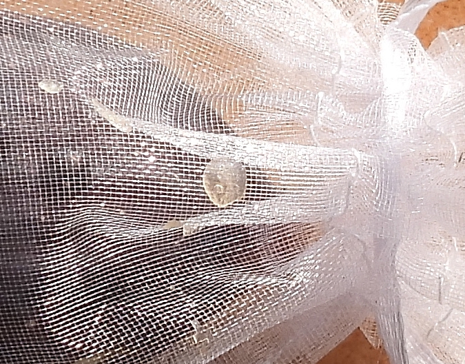 Trace de latex sur un sachet protecteur en organza, cons�cutive � la ponte de la c�ratite dans une figue m�re