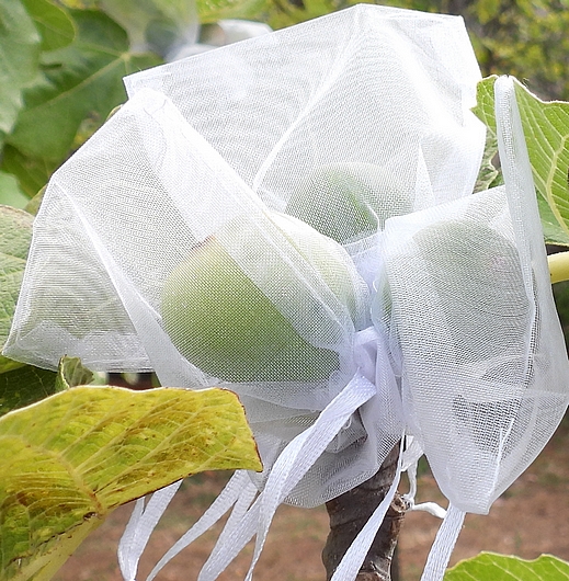 Ensachage individuel des figues immatures contre Silba adipata McAlpine (sachets en organza)