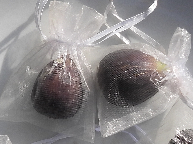 Figues s'�tant d�velopp�es et ayant m�ri prot�g�es contre Silba adipata McAlpine par un sachet en organza.