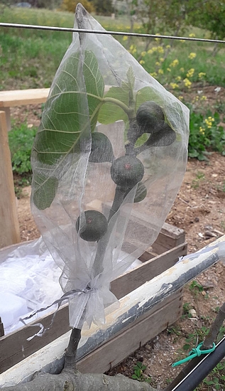 Protection d'un groupe de figues contre Silba adipata McAlpine avec de l'organza
