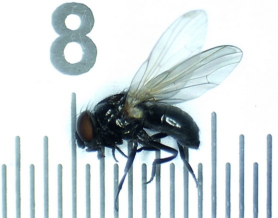 Silba adipata McAlpine : mesure d'un individu femelle de 4,5 mm de long.
