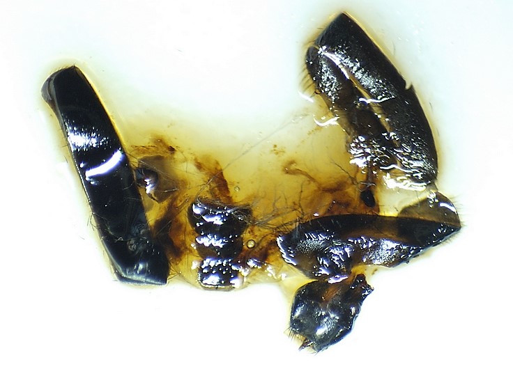 Silba adipata McAlpine : aspect typique de l'abdomen ouvert d'une femelle immature.
