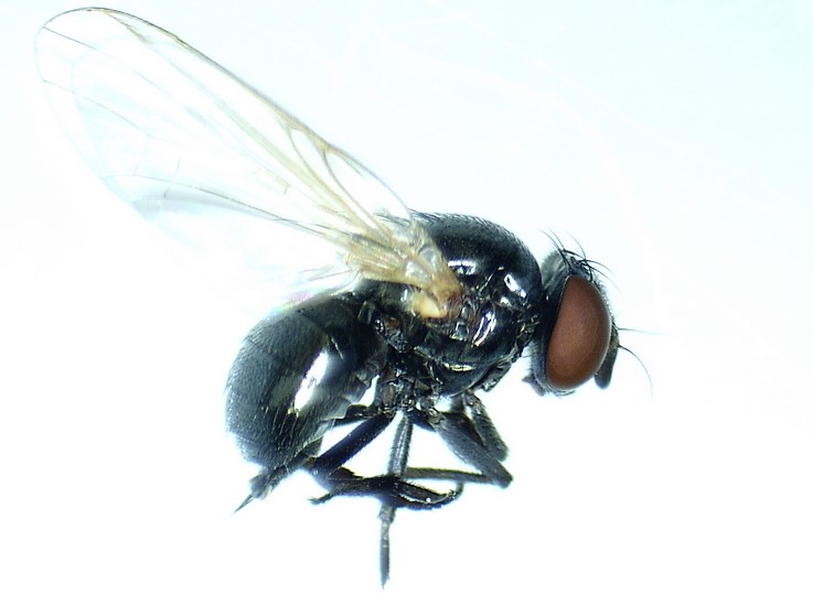 Silba adipata McAlpine : femelle mature.