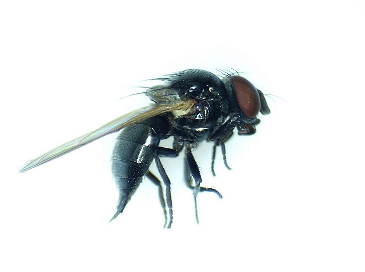  Silba adipata McAlpine : femelle mature.