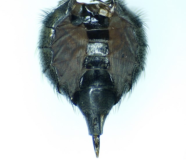 Silba adipata McAlpine : abdomen (face ventrale) d'une femelle mature.