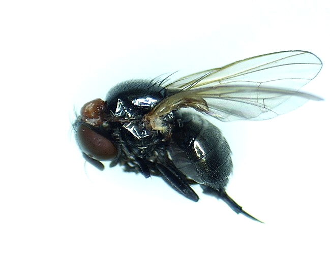 Silba adipata McAlpine : femelle mature (noter la forme de l'abdomen).