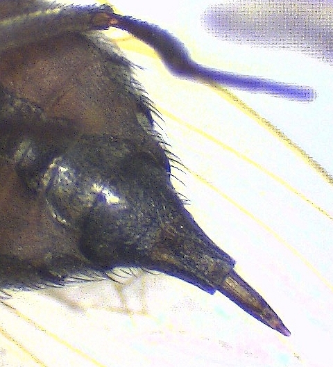 Silba adipata McAlpine : d�tail de l'aculeus (dernier segment de l'abdomen femelle), face ventrale