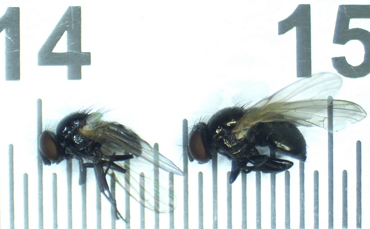 Silba adipata McAlpine : comparaison individus femelles de longueur 3,5 mm (� gauche) et 4 mm.
