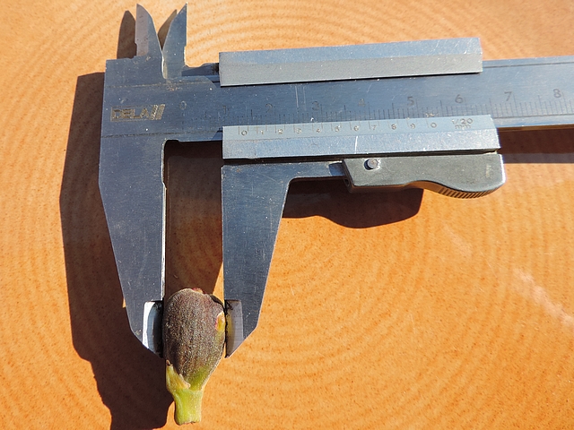 Figue immature de 1,2 cm de diam�tre attaqu�e par Silba adipata McAlpine