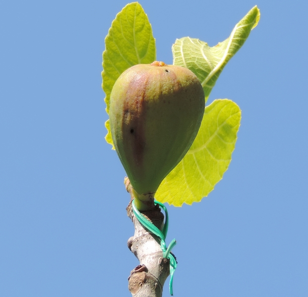 Figue t�moin : �piderme jauni ; d�but d'�volution vers la maturit�.