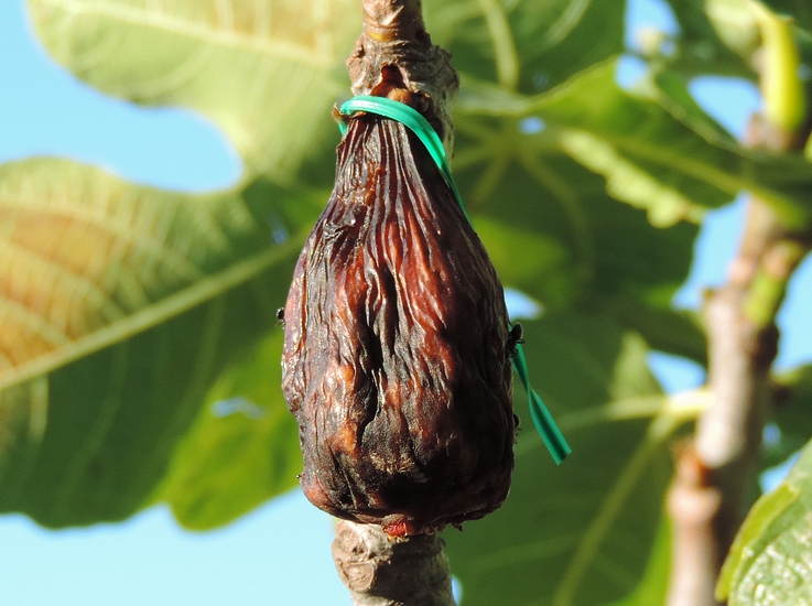 Figue t�moin en d�but de phase de dess�chement sur l'arbre
