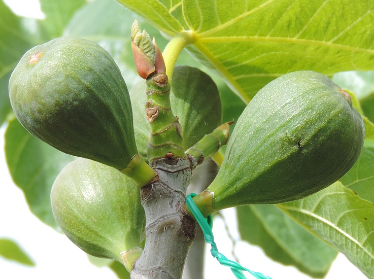 Figue fleur 'Grise de la Saint-Jean' avec trou de sortie de larve de Silba adipata McAlpine (� droite).