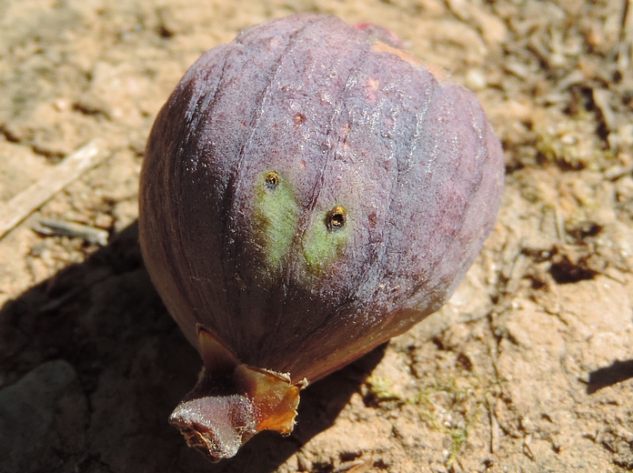 Figue immature parasit�e par Silba adipata McAlpine, pr�sentant 2 trous de sortie de larve.