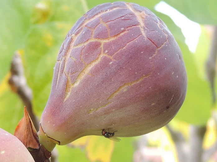 Mouche noire du Figuier : nutrition sur figue m�re.