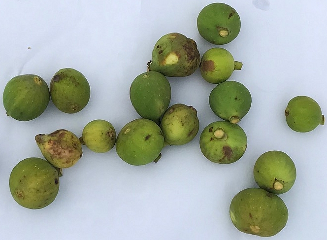 Figues immatures 'Blanca' attaqu�es par Silba adipata McAlpine - 13/12/2019