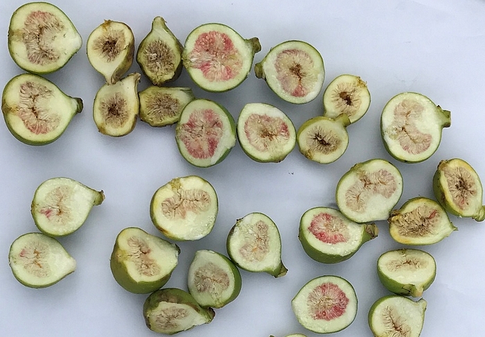 Figues immatures 'Blanca' attaqu�es par Silba adipata McAlpine - 13/12/20