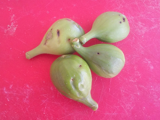 Silba adipata McAlpine : attaques sur figues immatures d'une vari�t� restant verte � maturit�